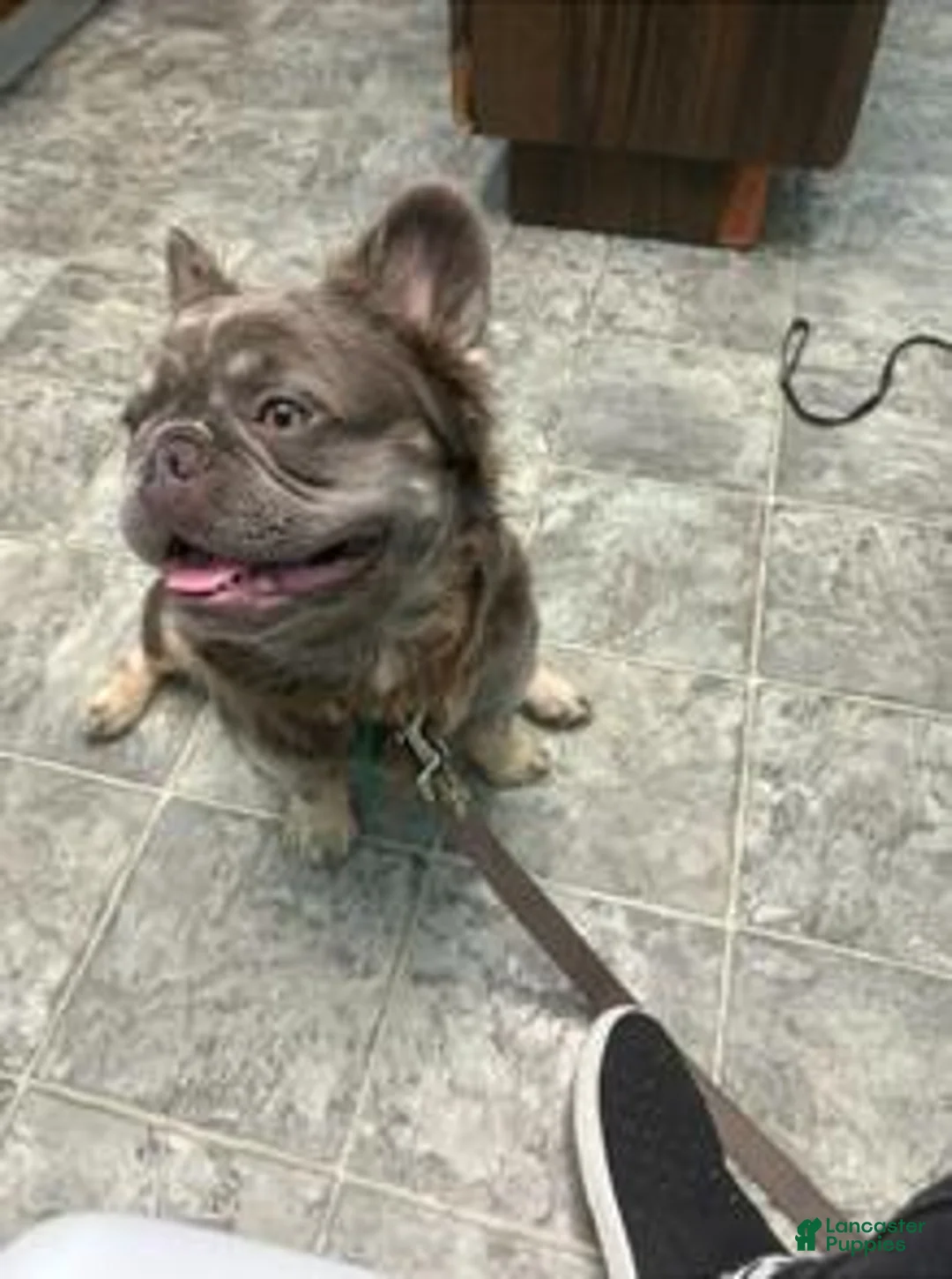 French Bulldog dogs for sale: Navy - Ad 4