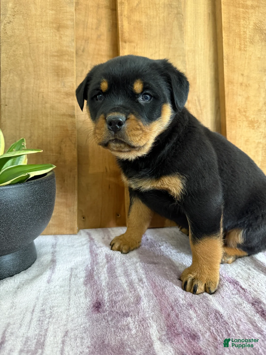 Rottweiler dogs for sale: Lou - Ad 13