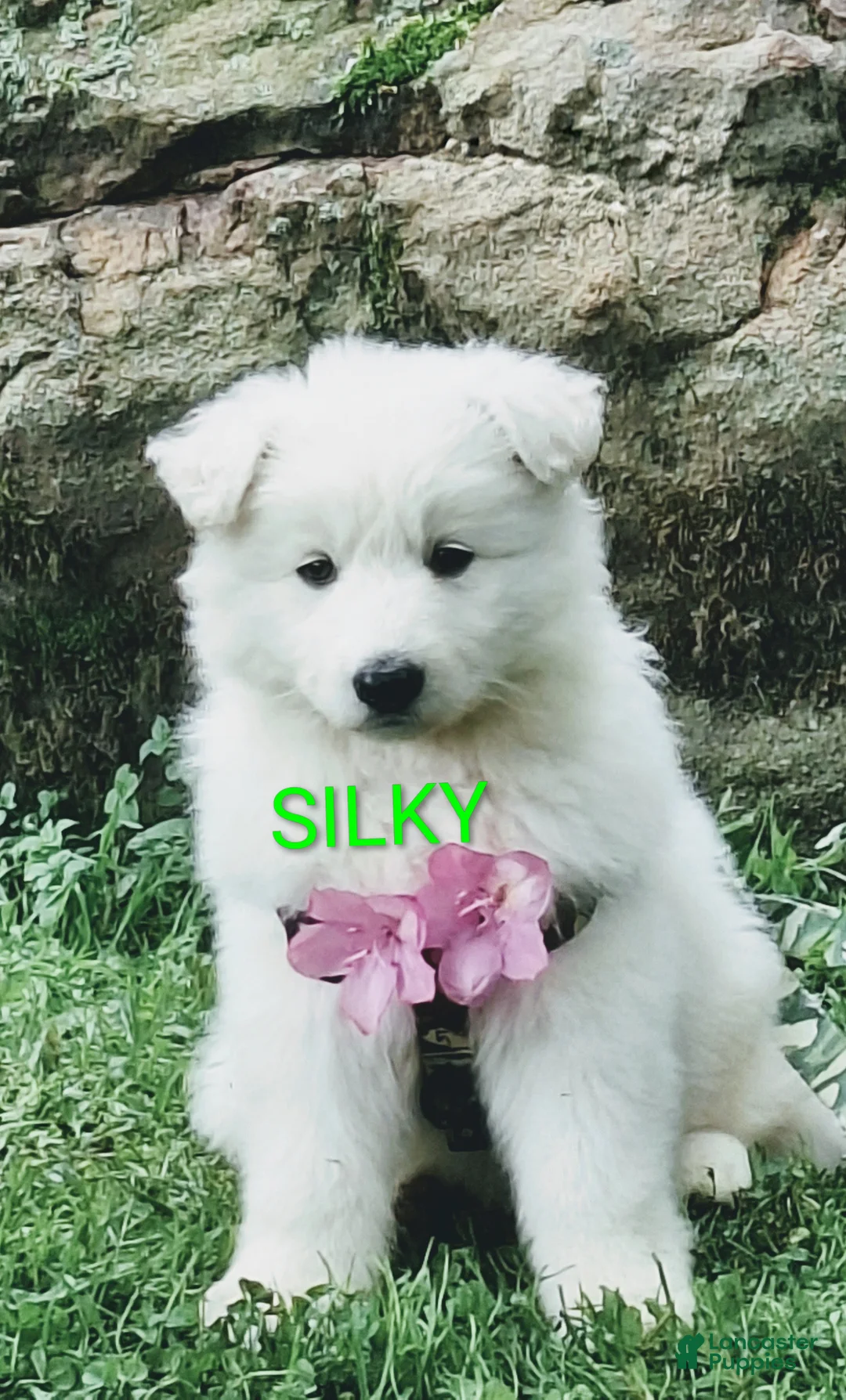 German Shepherd dogs for sale: SILKY!! LONCOAT!! - Ad 1