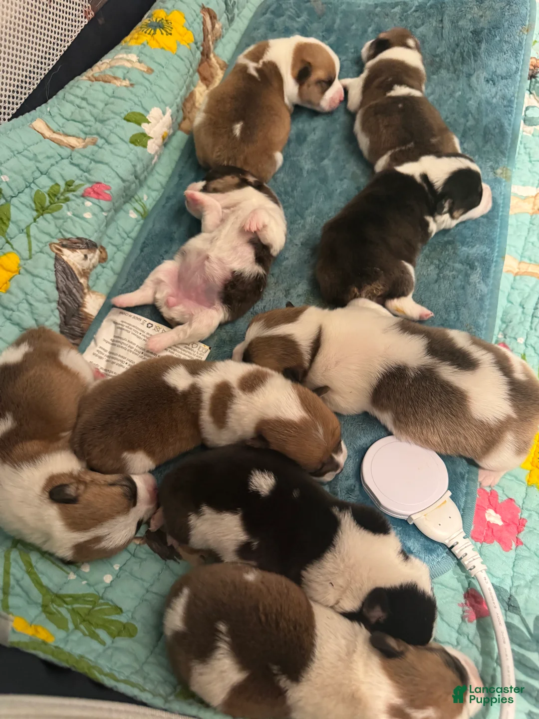 Welsh Corgi Pembroke dogs for sale: Lilo - hot pink - Ad 8