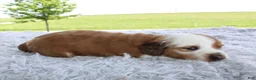 Miniature Dachshund dogs for sale: Miniature Dachshund 1 - Ad 2