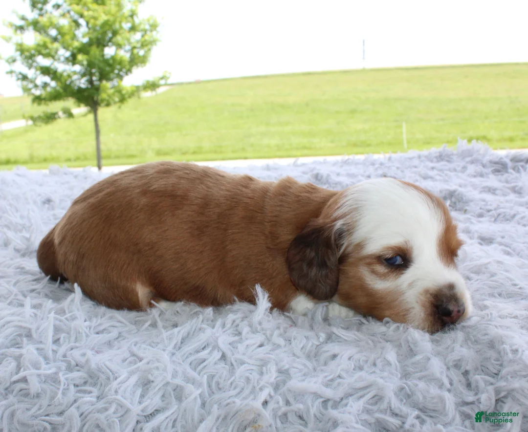 Miniature Dachshund dogs for sale: Miniature Dachshund 1 - Ad 2