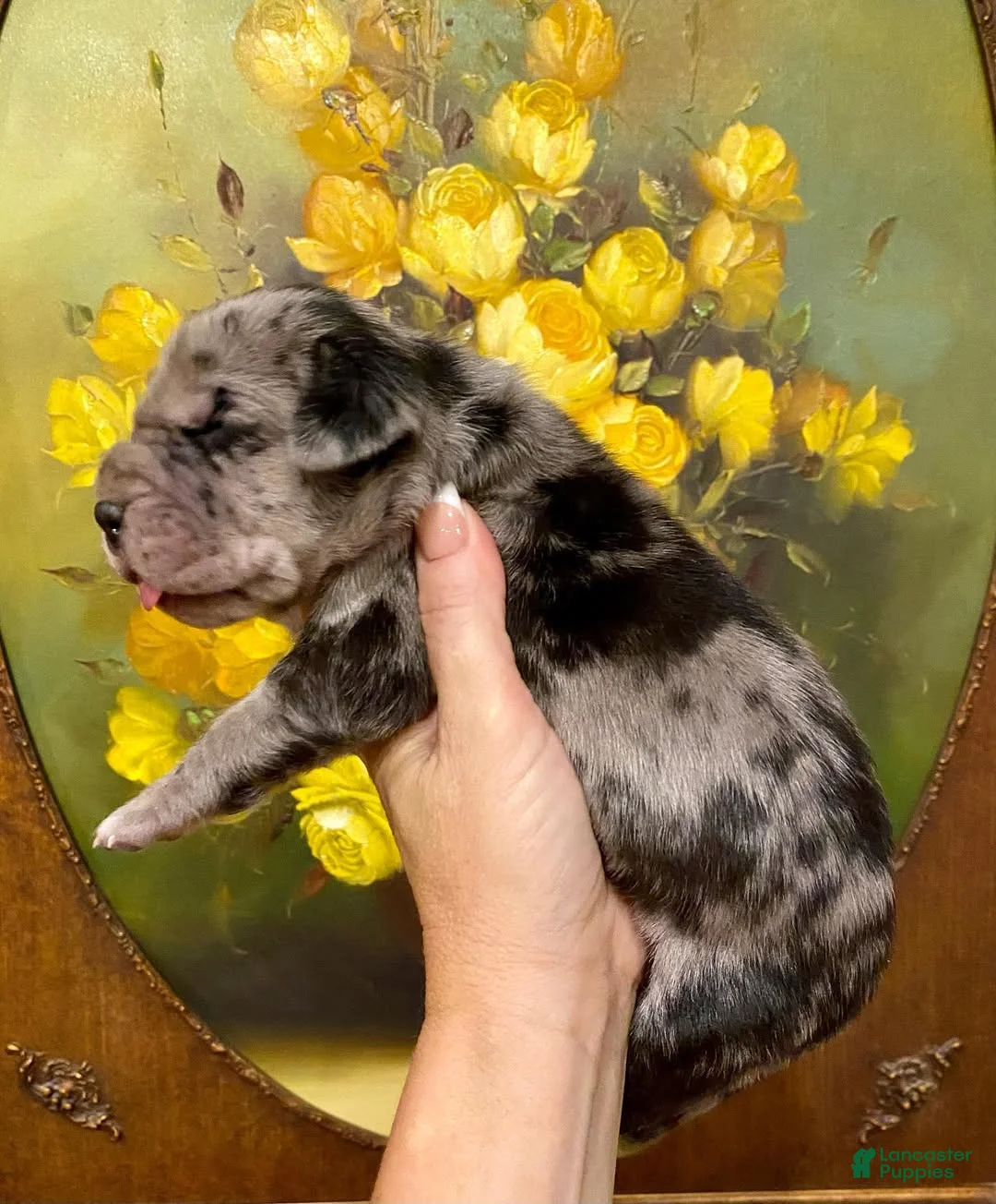 Great Dane dogs for sale: Carbon Creed's Oceanic Storm 🌊 - Ad 2