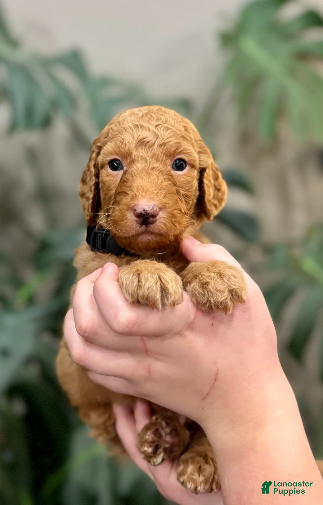 Goldendoodle dogs for sale: Ledger  - Ad 1
