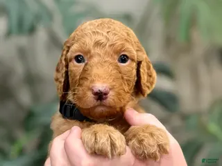 Goldendoodle dogs Ledger - Ad 17