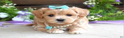 Maltipoo dogs for sale: Bella - Ad 5