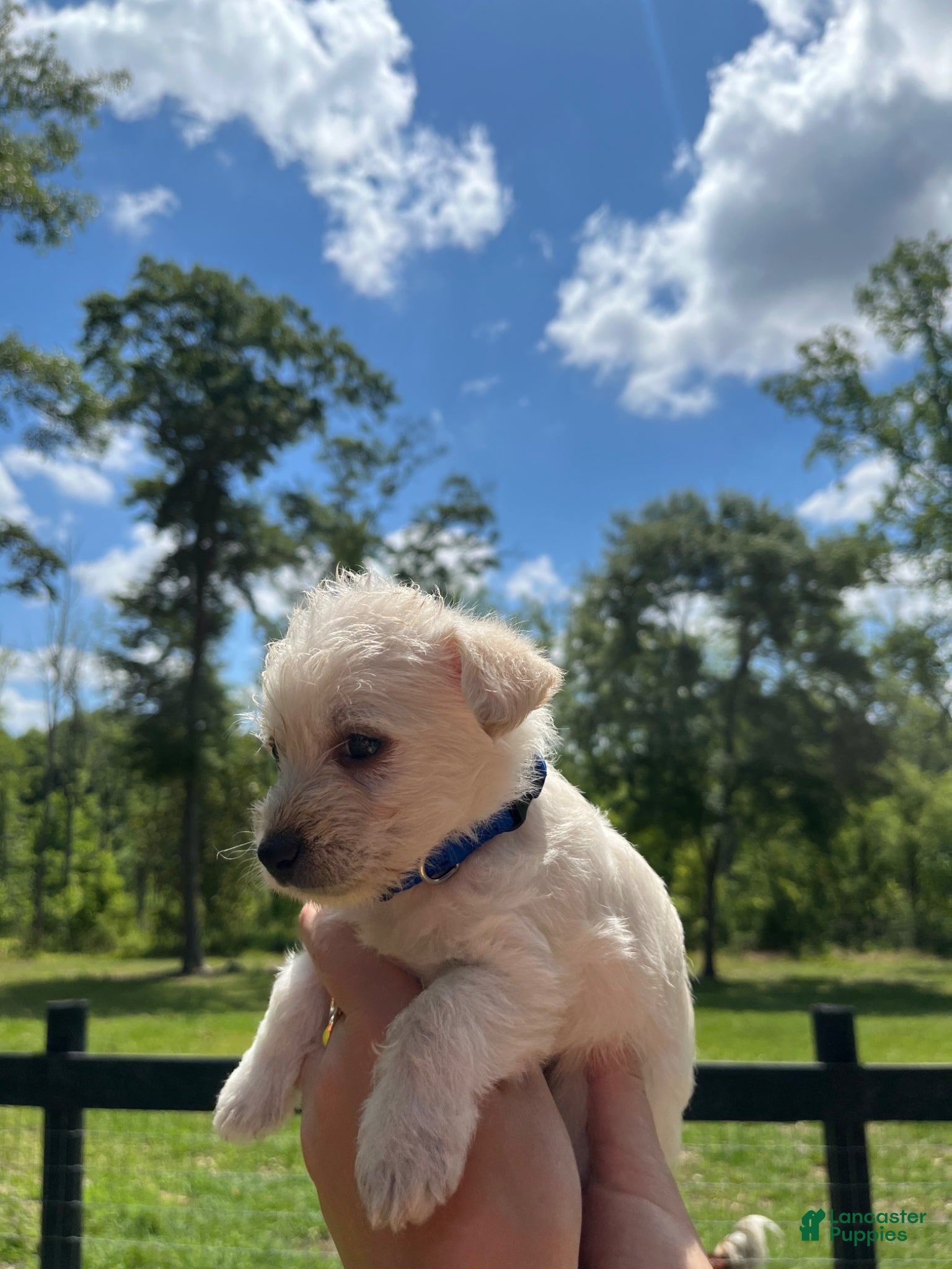 Westiepoo dogs Beau - Ad 1