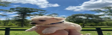 Beau