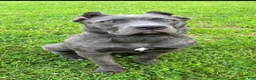 Cane Corso dogs for sale: Cane Corso baloo - Ad 2