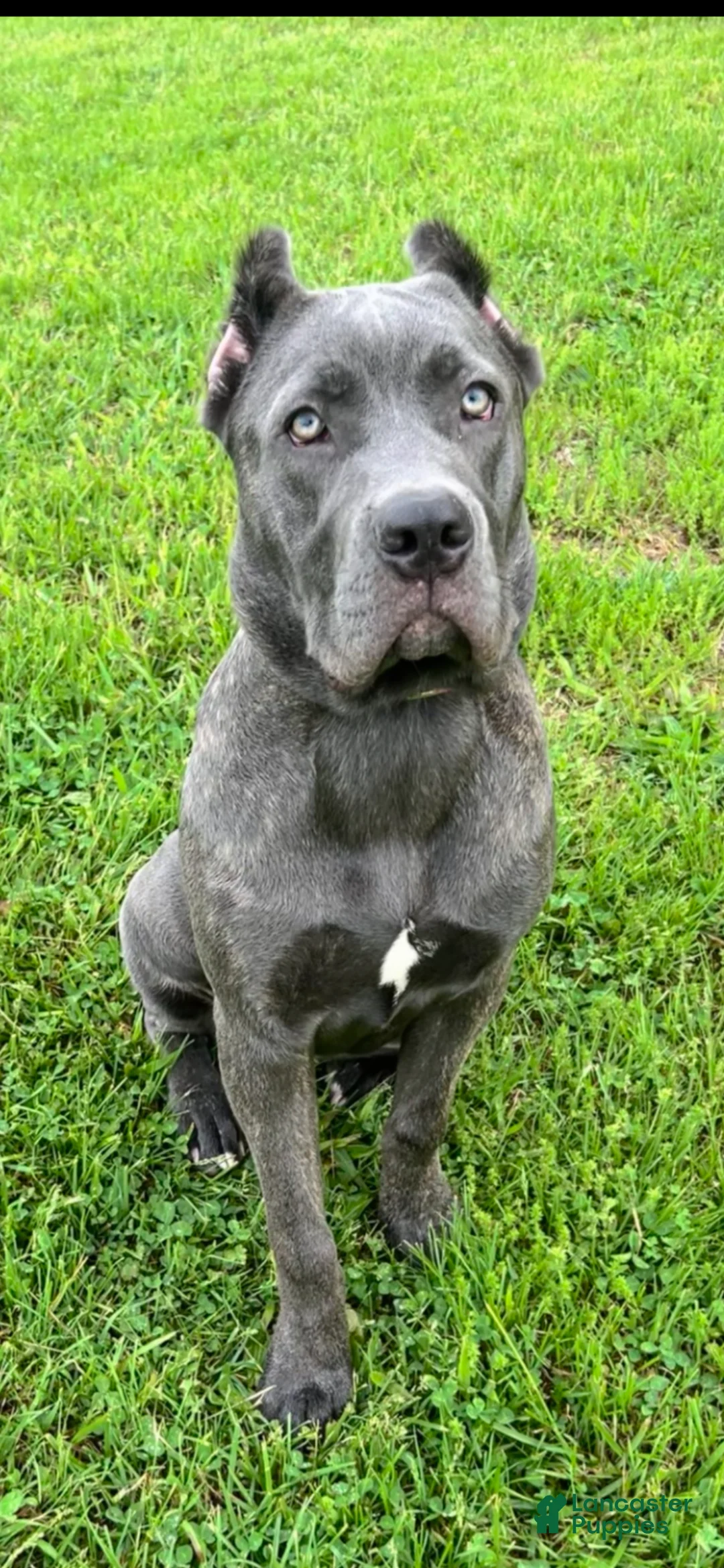 Cane Corso dogs for sale: Cane Corso baloo - Ad 2