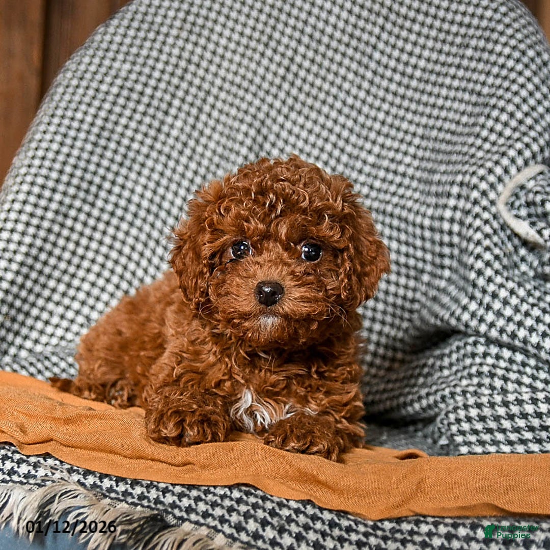 Cavapoo dogs for sale: Chief - Ad 2