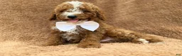Mini Goldendoodle dogs for sale: Lane - Ad 4