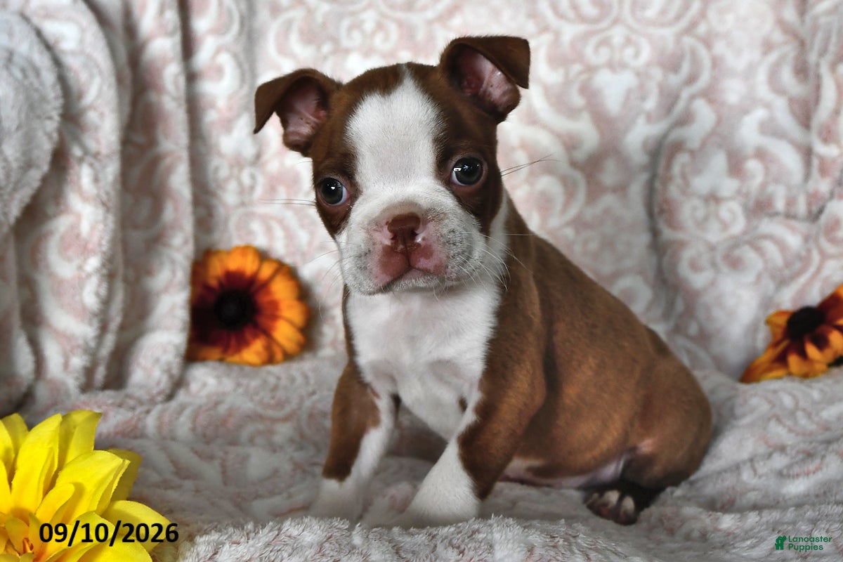 Boston Terrier dogs Curious George - Ad 1