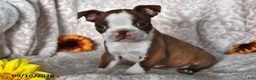 Boston Terrier dogs for sale: Curious George - Ad 1