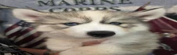 Siberian Husky dogs for sale: Purple  - Ad 4
