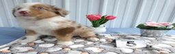 Miniature Australian Shepherd dogs for sale: Miniature Australian Shepherd 5 Devin - Ad 2