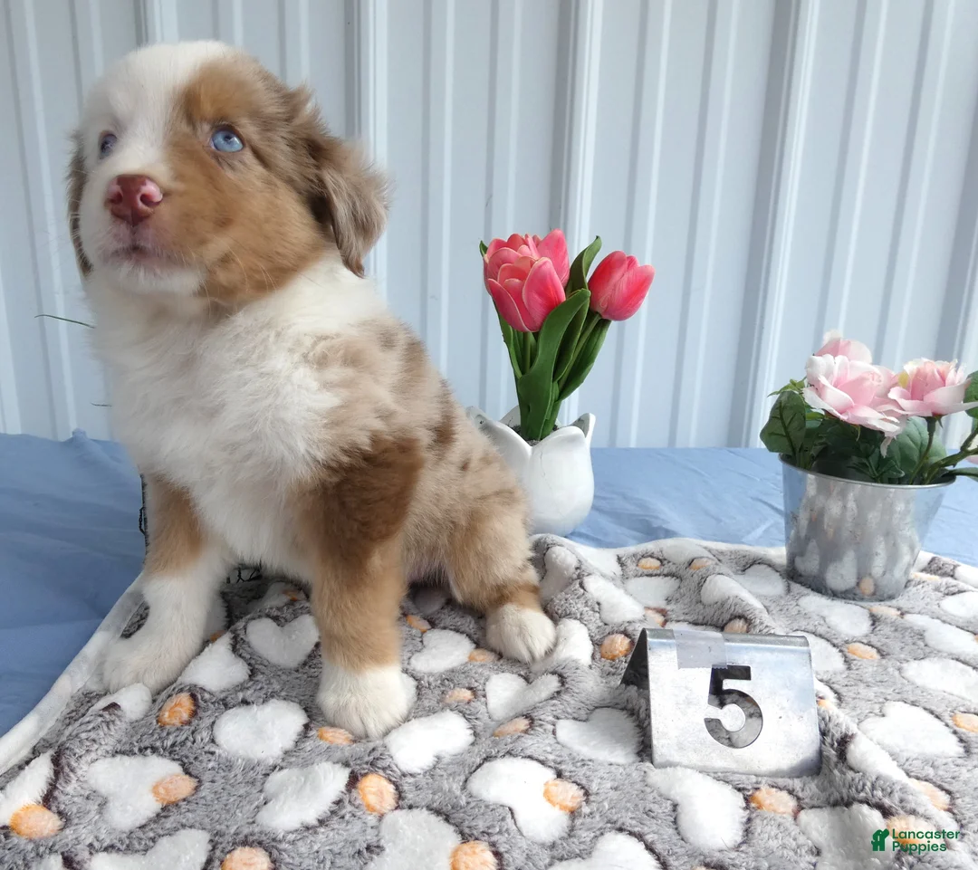 Miniature Australian Shepherd dogs for sale: Miniature Australian Shepherd 5 Devin - Ad 2