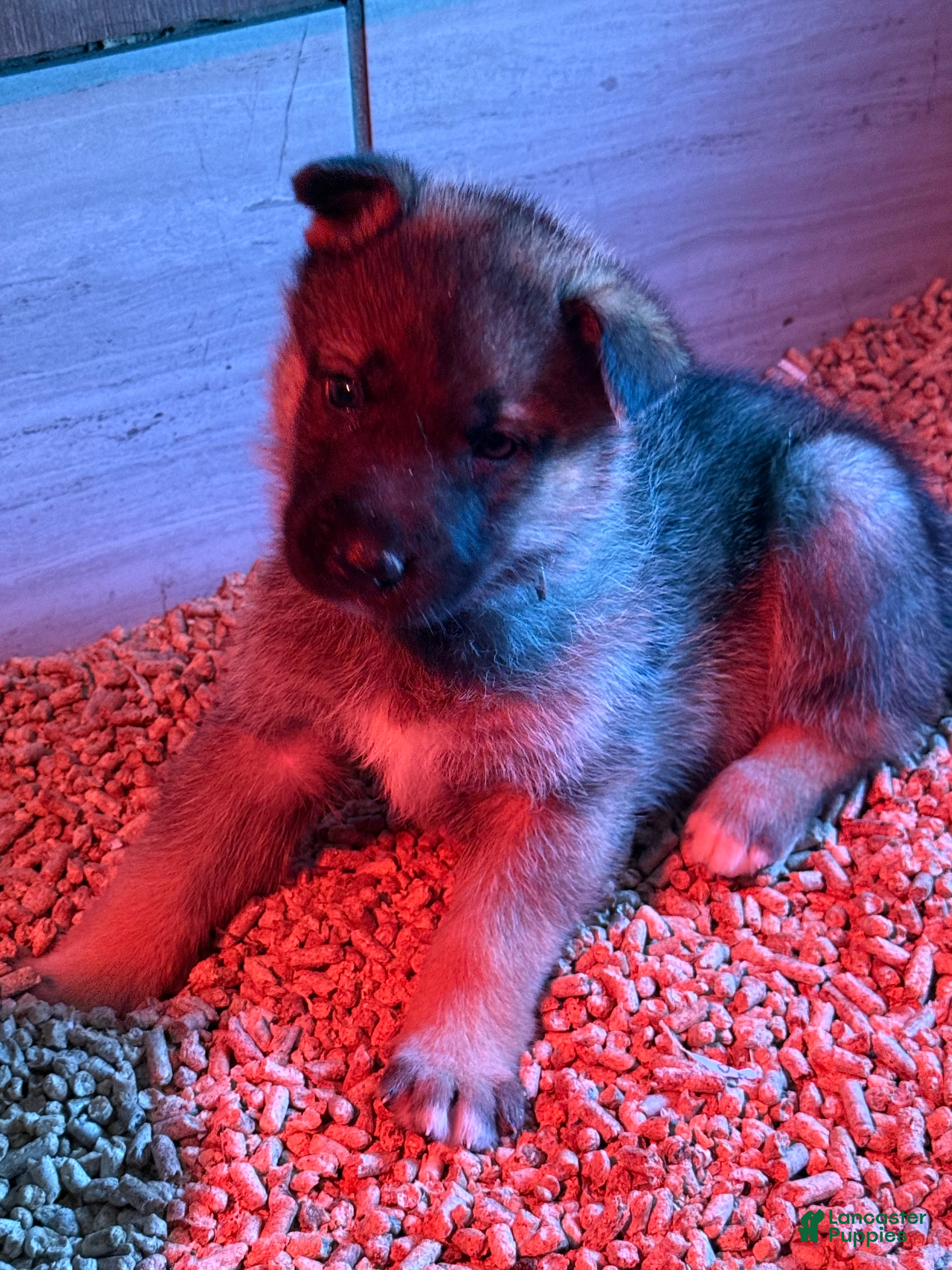 Gerberian Shepsky dogs Pink - Ad 4