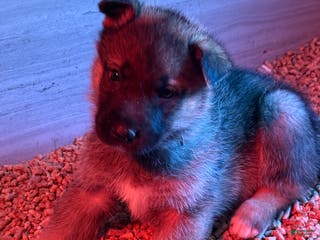 Gerberian Shepsky dogs Pink - Ad 4