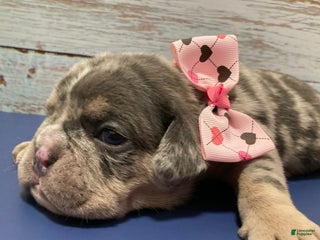 English Bulldog dogs Manly - Ad 39