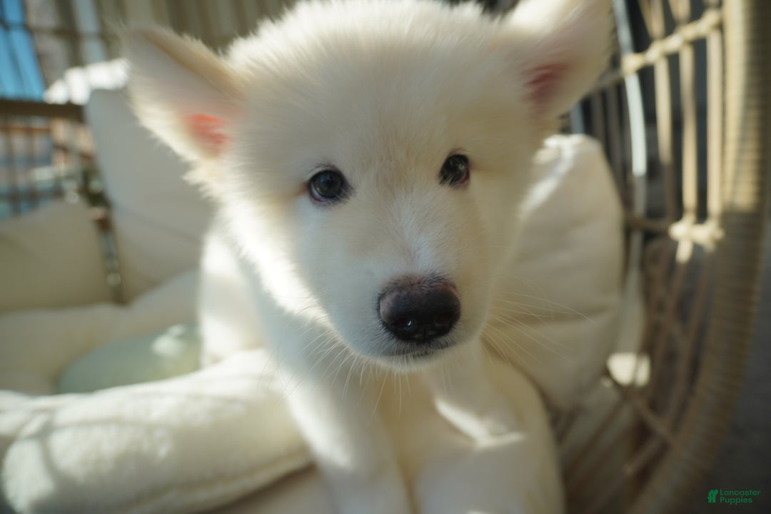 Alaskan Malamute dogs for sale: Xiao Lan - Ad 2