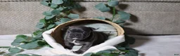 French Bulldog dogs for sale: Celeste - Ad 3