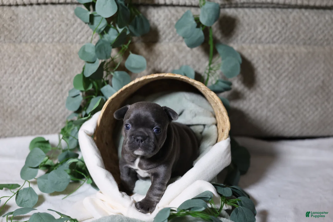 French Bulldog dogs for sale: Celeste - Ad 3