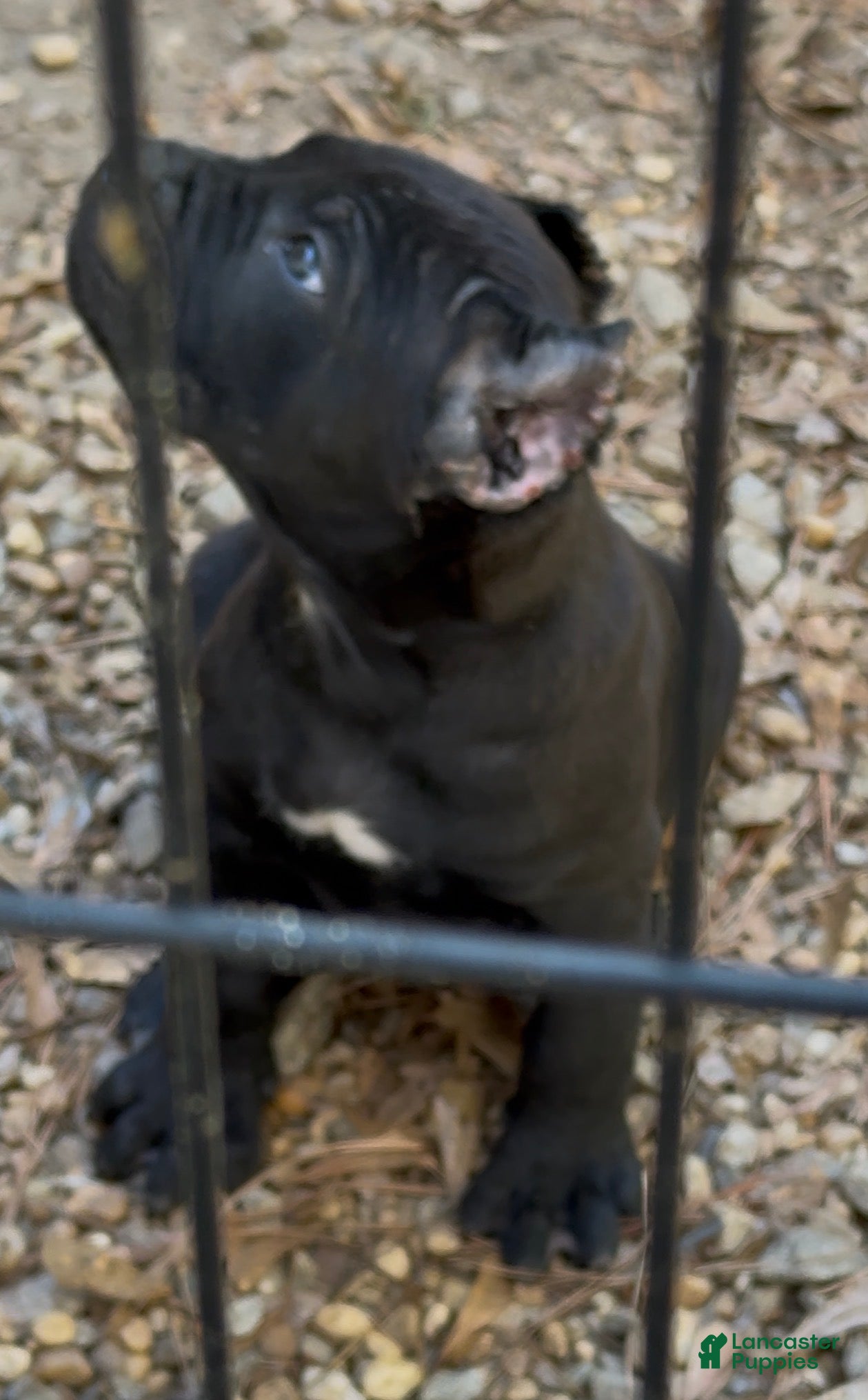 Cane Corso dogs Cane Corso beautiful  - Ad 18