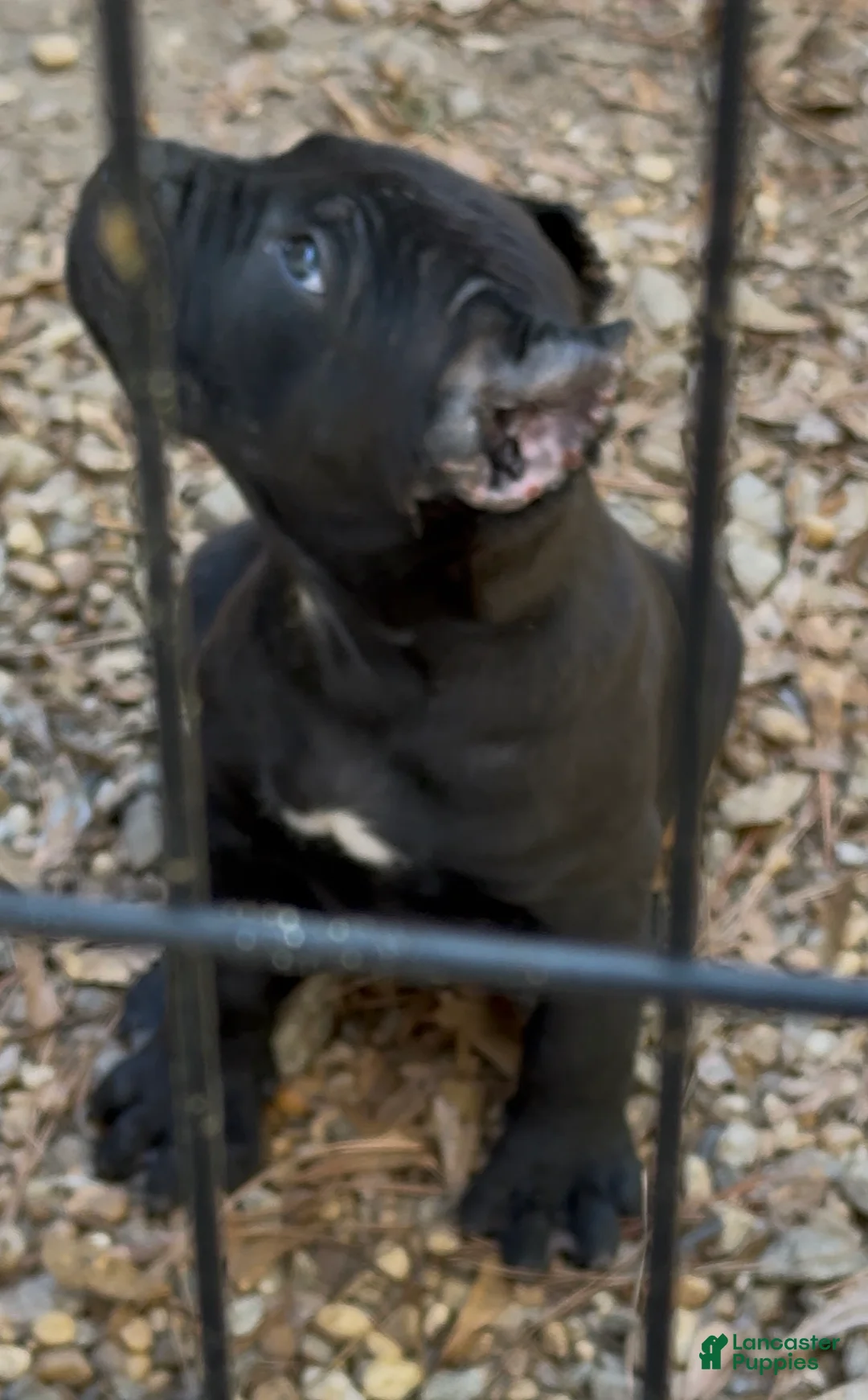 Cane Corso dogs for sale: Cane Corso beautiful  - Ad 1