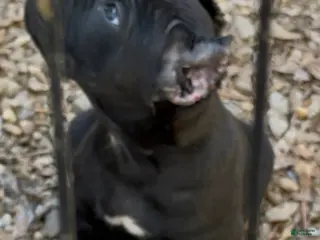 Cane Corso dogs Cane Corso beautiful - Ad 35