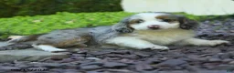 Aussiedoodle dogs for sale: Perunia - Ad 3