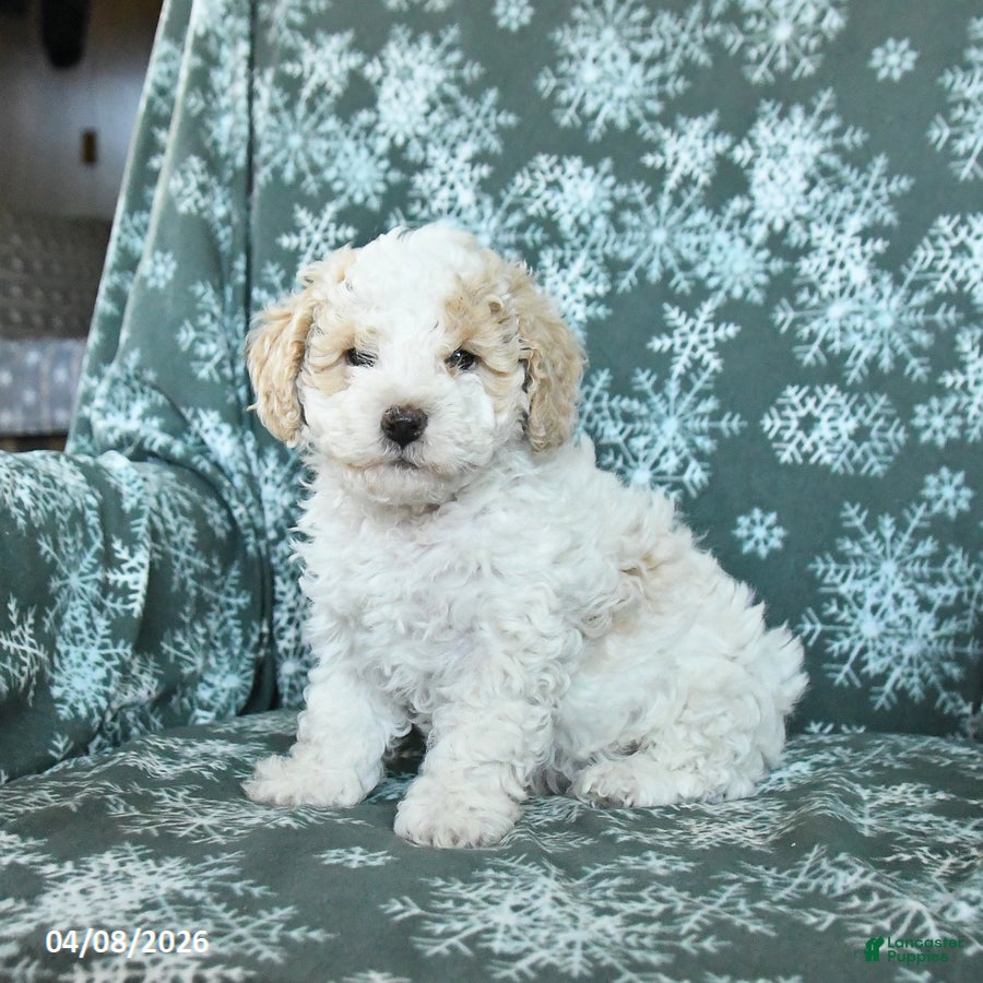 Toy Poodle dogs Patches - Ad 1