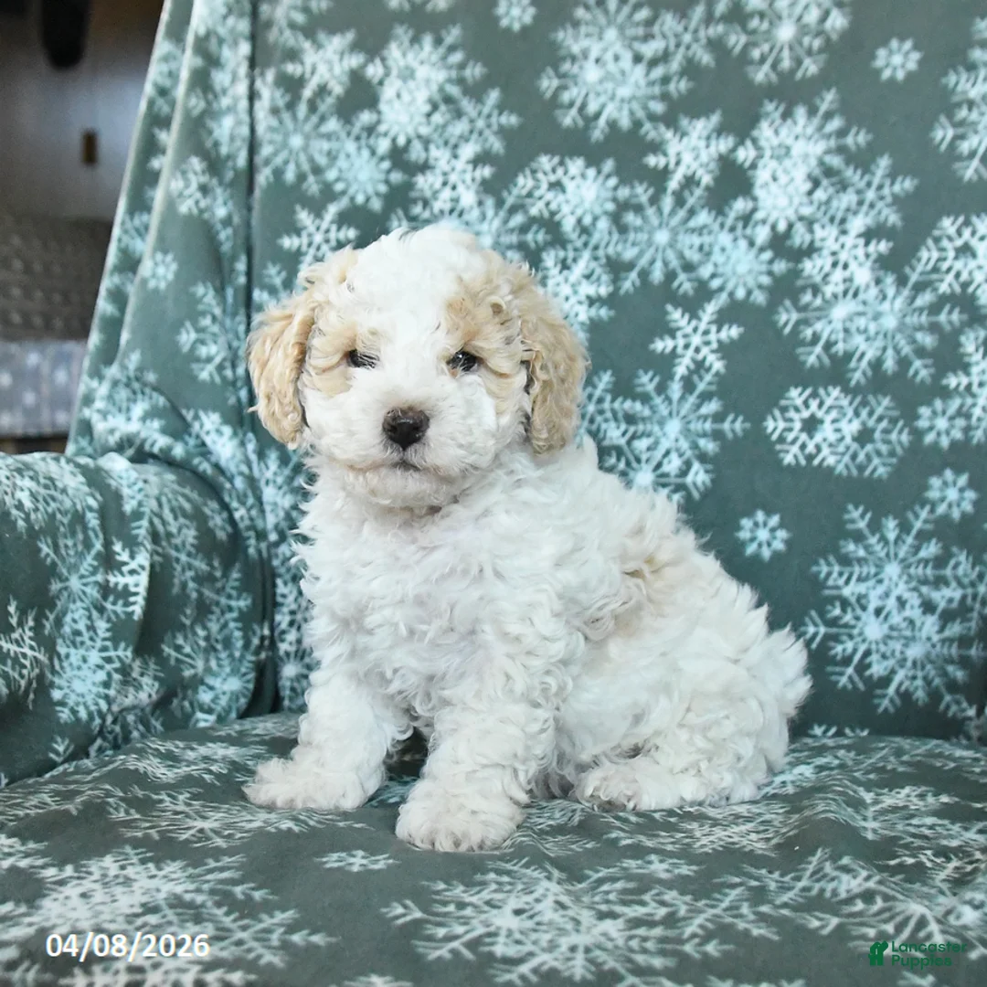 Toy Poodle dogs for sale: Patches - Ad 1