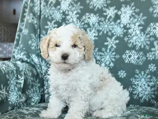 Toy Poodle dogs for sale: Patches - Ad 3