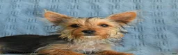 Yorkshire Terrier dogs for sale: Bailey - Ad 3
