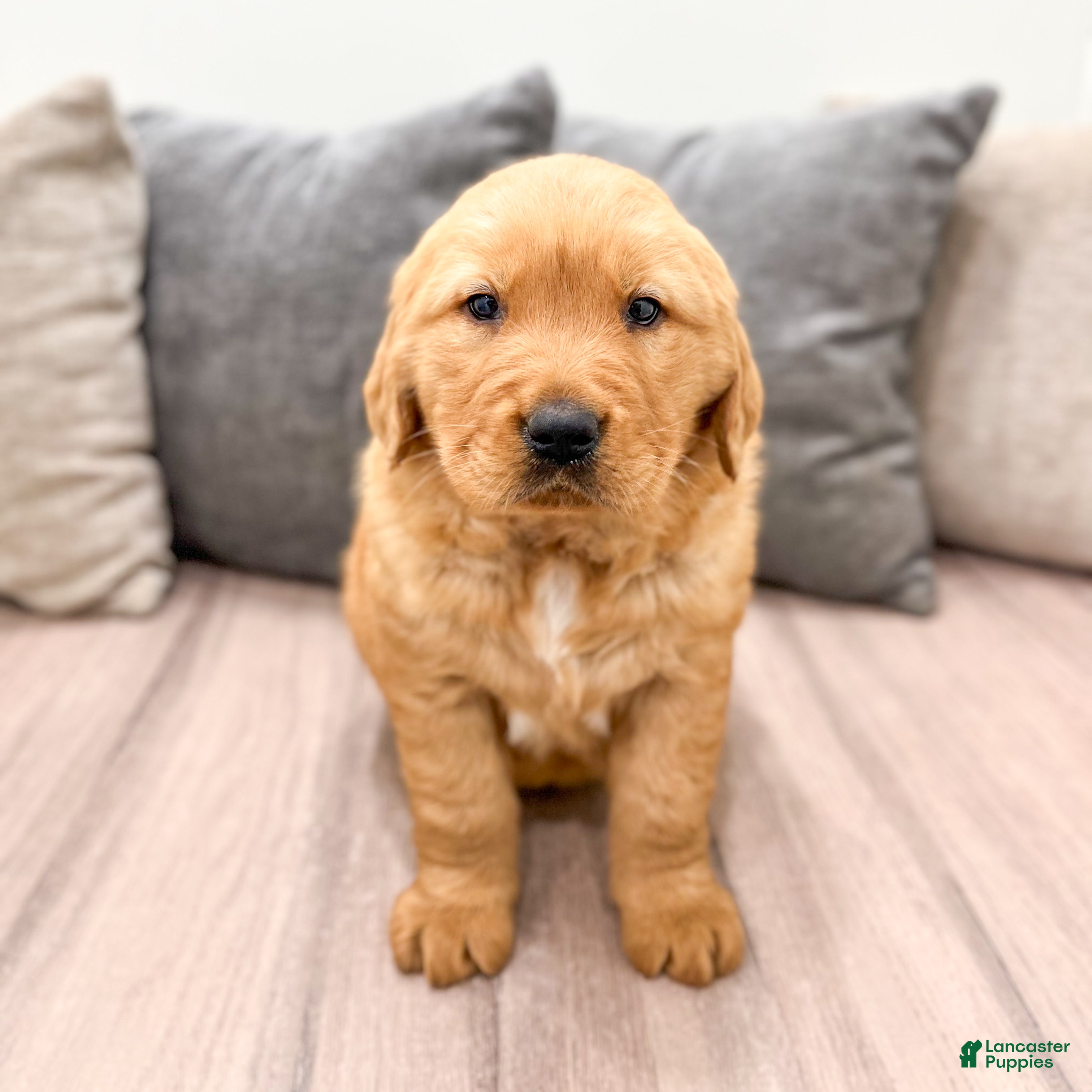 Golden Retriever dogs Buddy - Ad 2