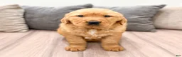 Golden Retriever dogs for sale: Buddy - Ad 2