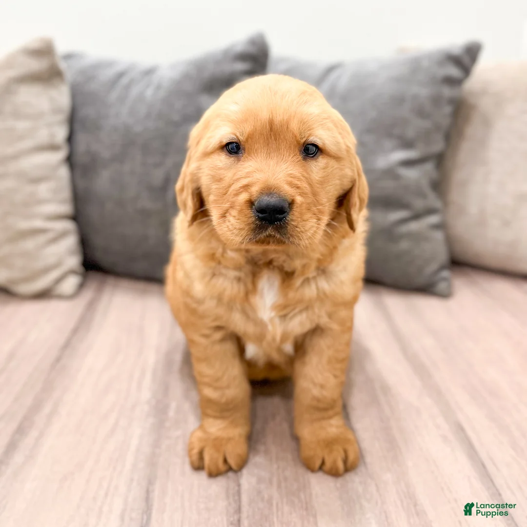Golden Retriever dogs for sale: Buddy - Ad 2