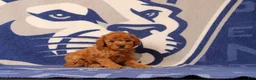 Mini Goldendoodle dogs for sale: Raven - Ad 3