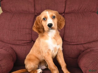 Irish Setter dogs - Ad 10