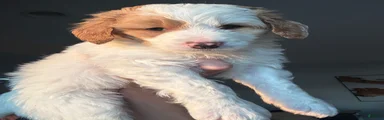Snickerdoodle