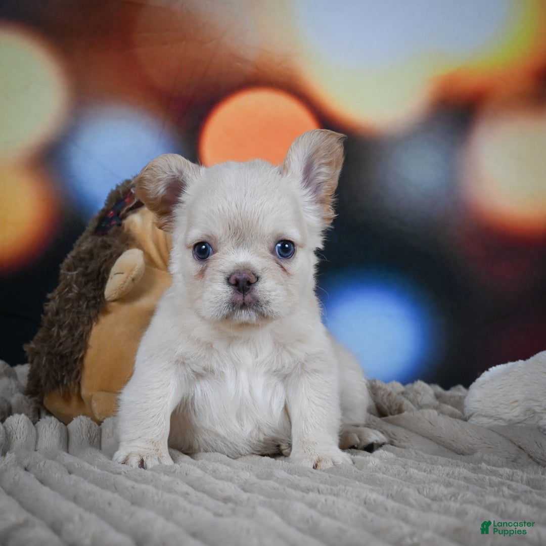 Terrier Small White French Dog Breeds Dog Breeds Teacup Bolognese