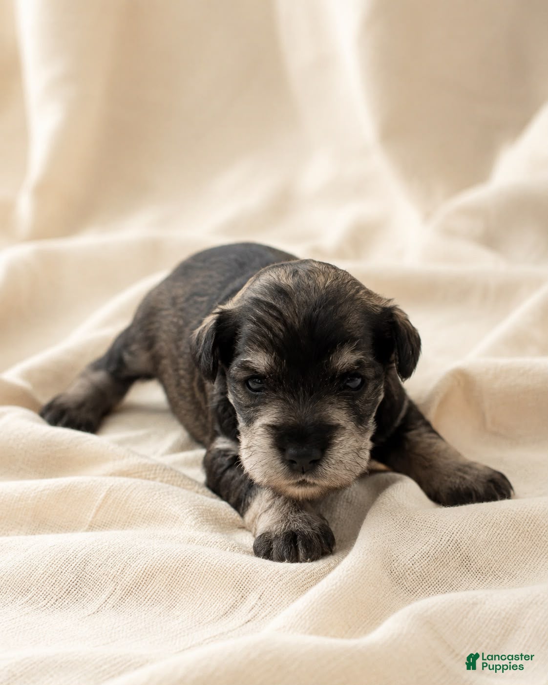 Miniature Schnauzer dogs Miniature Schnauzer 3 - Ad 1
