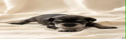 Miniature Schnauzer dogs for sale: Miniature Schnauzer 3 - Ad 1