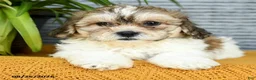 Teddy Bear dogs for sale: Everest - Ad 5