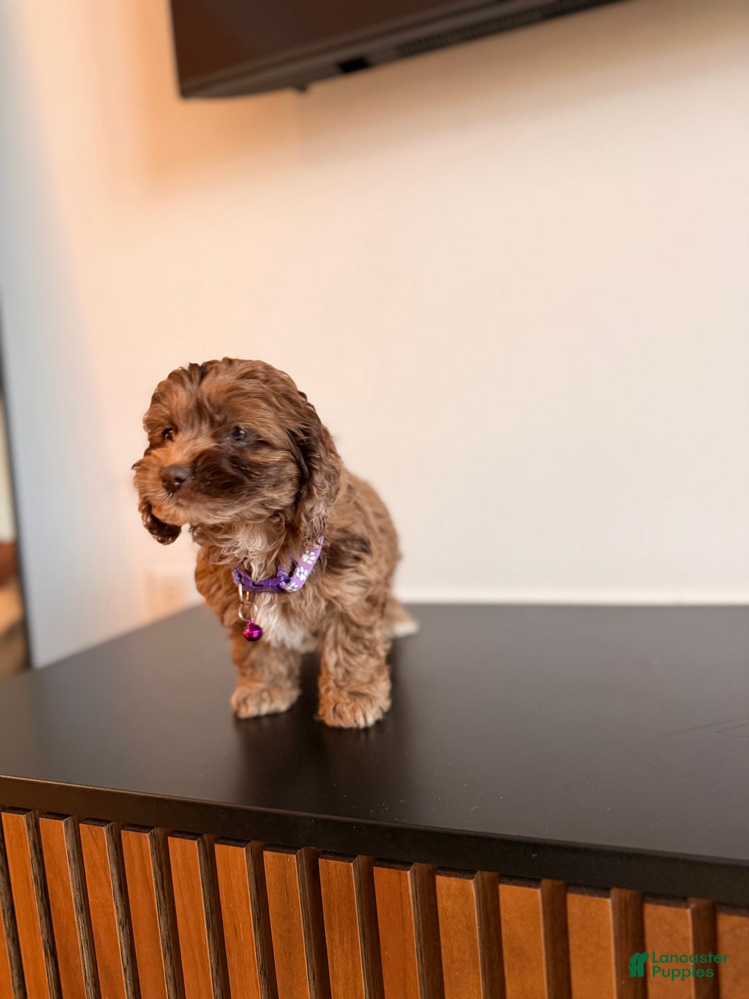 Cockapoo dogs for sale: Mocha - Ad 2