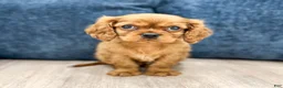 Cavalier King Charles Spaniel dogs for sale: Oliver - Ad 1