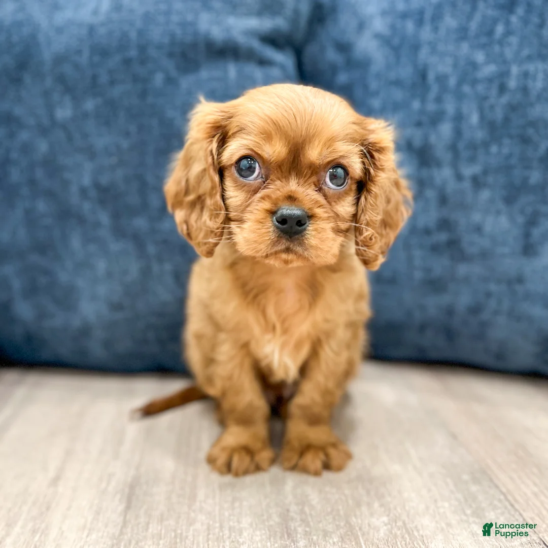 Cavalier King Charles Spaniel dogs for sale: Oliver - Ad 1