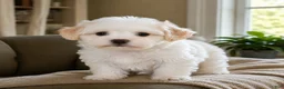 Maltipoo dogs for sale: Lily - Ad 5