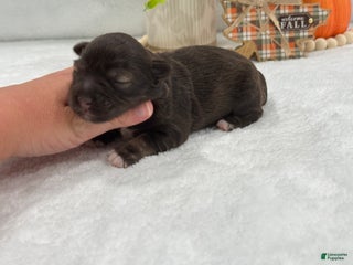 Miniature Schnauzer dogs - Ad 12